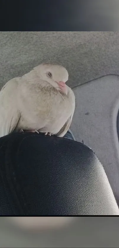 Serene dove resting on a car seat in a tranquil setting.