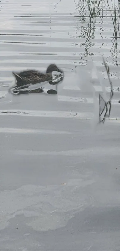 A lone duck swims on a calm, reflective lake against a gray backdrop.