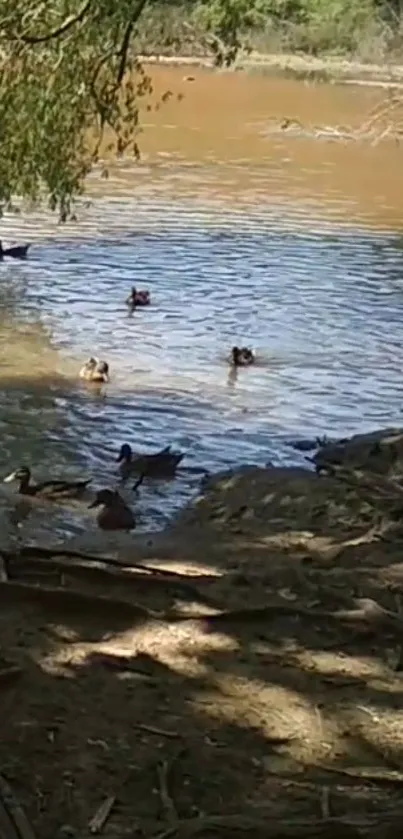 Ducks peacefully swimming in a pond under a tree canopy.