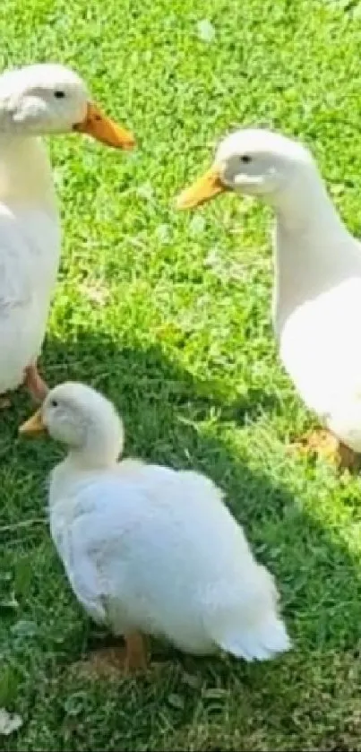 Three ducks on bright green grass in sunlight.