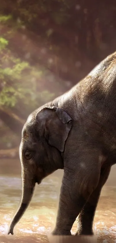 Elephant wading in a sunlit stream with lush green surroundings.