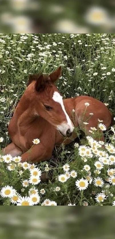 A foal rests peacefully among white daisies in a lush green meadow.