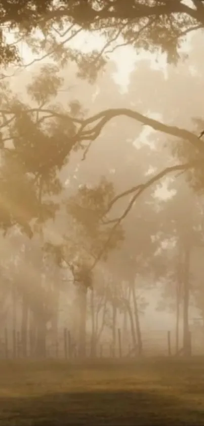 Serene foggy forest morning with sun rays filtering through trees.