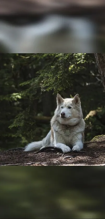 Dog resting peacefully in a lush forest setting on a mobile wallpaper.