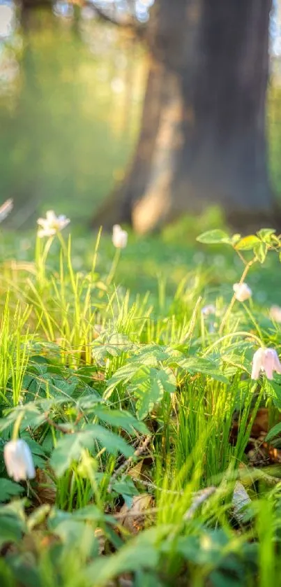 Sunlit wildflowers on a green forest floor.