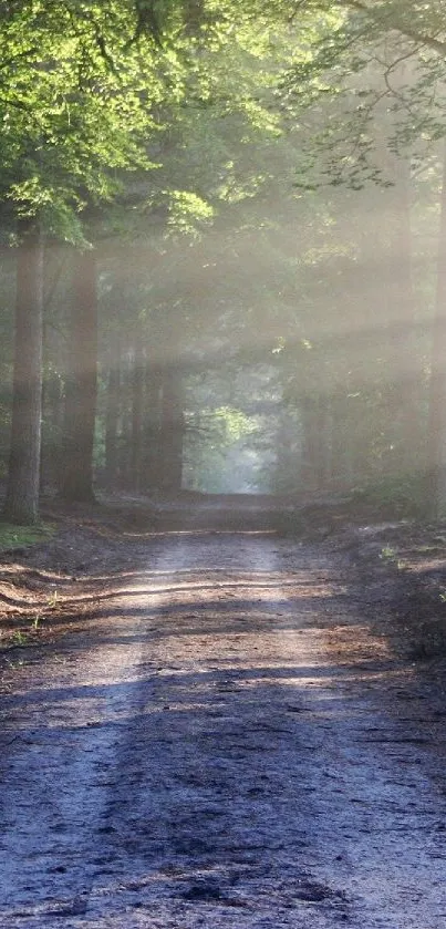 Sunlit forest path with green trees and a peaceful dirt road.