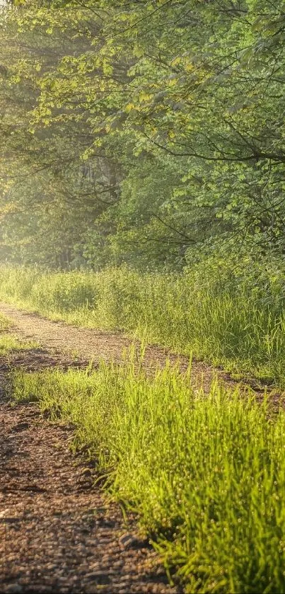 Serene forest path with lush greenery and sunlight.