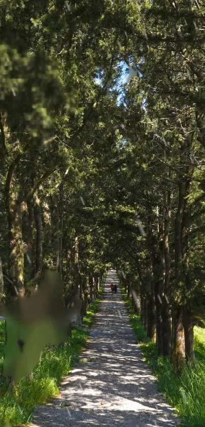 Serene forest path with tall trees for a calming mobile wallpaper.