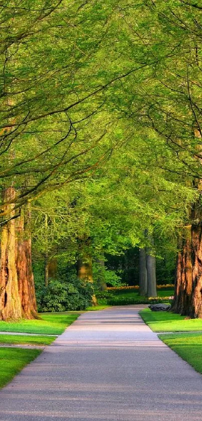 Serene forest path lined with green trees and biblical signs.