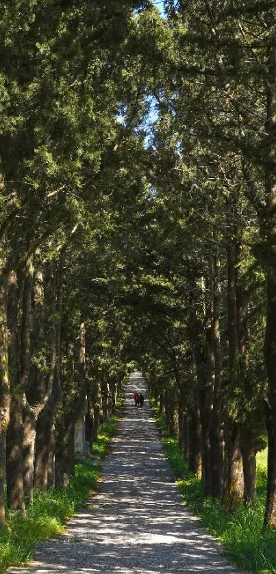 Serene green path through dense trees, perfect for mobile wallpaper.