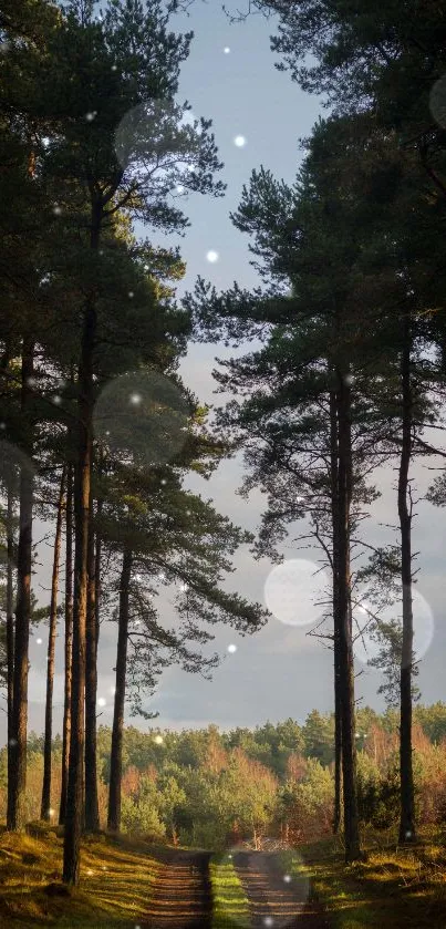 Peaceful forest path with tall trees and natural beauty.