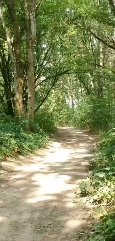 Sunlit forest pathway with green trees in a serene setting.