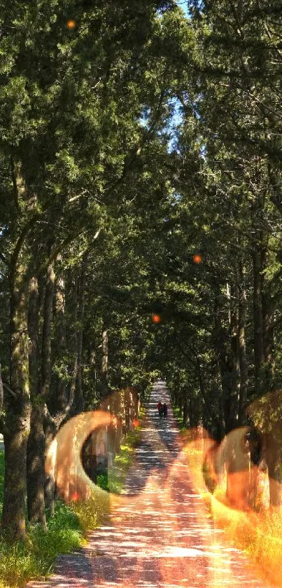 Serene path through a lush green forest in daylight.