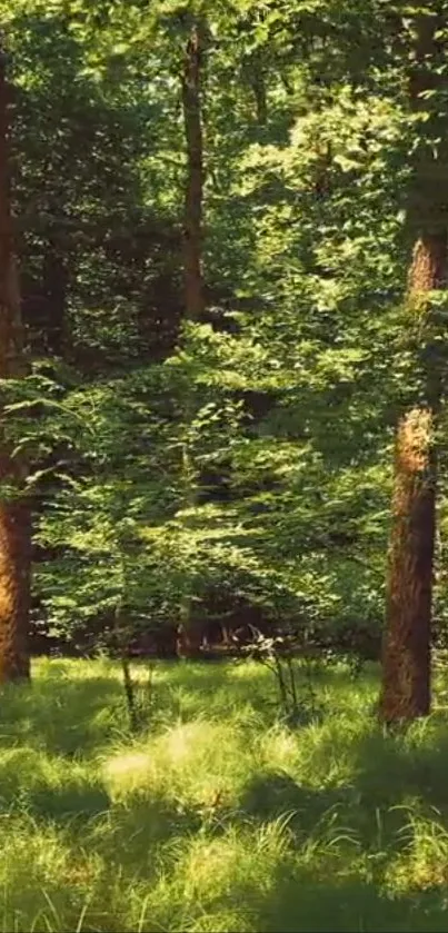 Lush green forest with sunlight filtering through the trees, perfect for a nature lover's wallpaper.