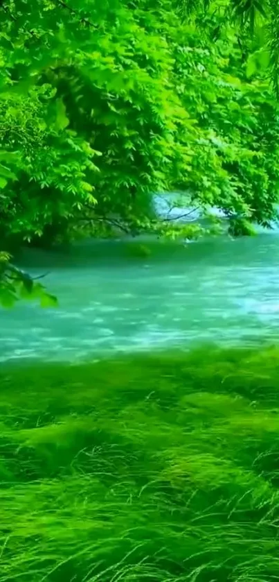 Lush green forest with a serene river flowing through it.