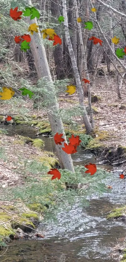 Serene forest stream with lush green foliage in a tranquil setting.