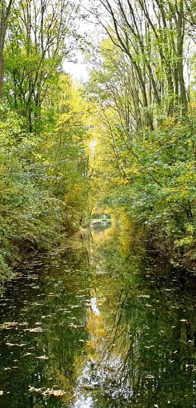 Tranquil green forest stream reflecting tall trees.