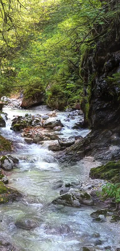 Tranquil forest stream with lush green surroundings.