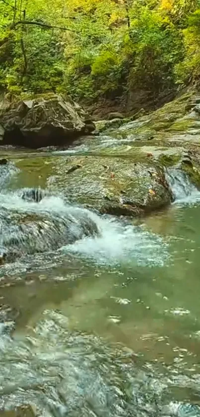 Tranquil forest stream with lush greenery and gentle cascades.