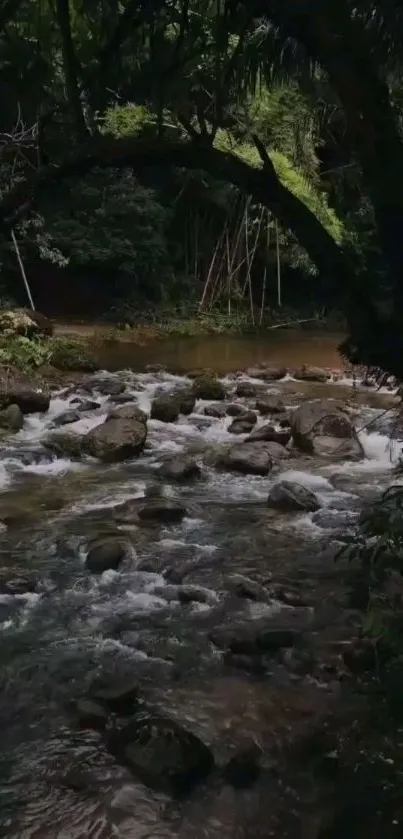 Serene forest stream with lush greenery.