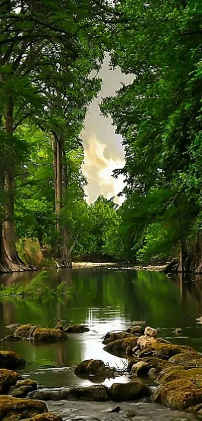 Serene forest stream with lush green trees reflecting on water.