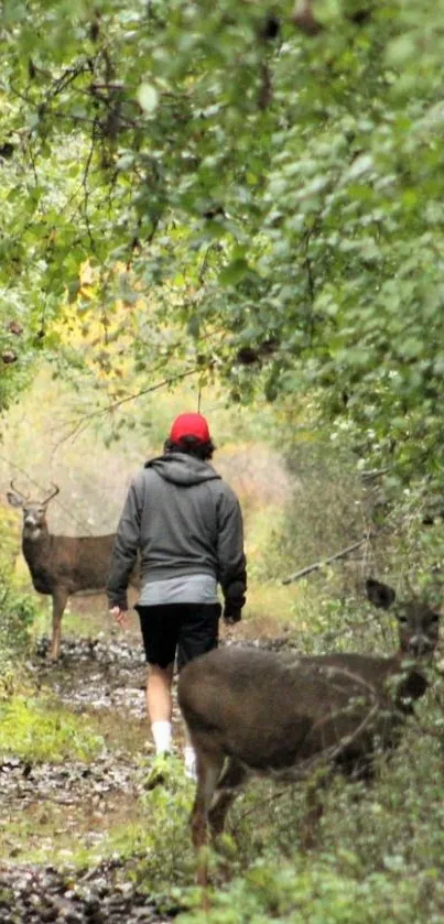 Person walking down a forest path with deer.