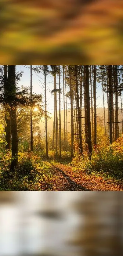 Sunlit path through a serene forest with tall trees.