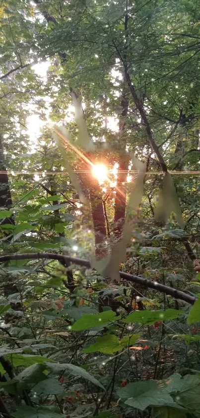 Serene forest with sunlight filtering through lush green foliage.