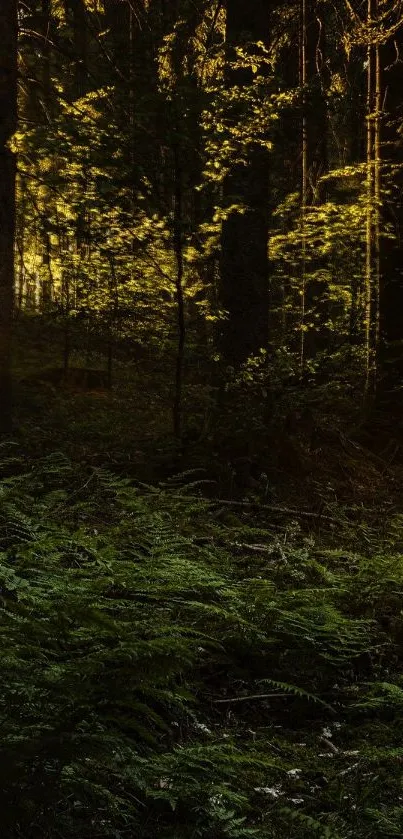 Sunrise with light beams in a tranquil forest setting.