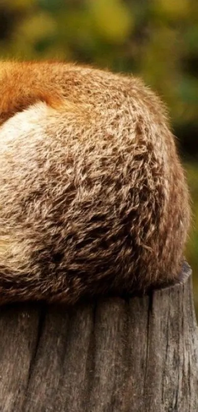 Serene fox sleeping on a tree stump in a natural setting.