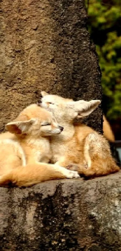 Two foxes resting on a large rock in a forested area.