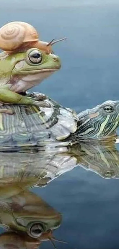 Frog on turtle with snail in peaceful blue reflection