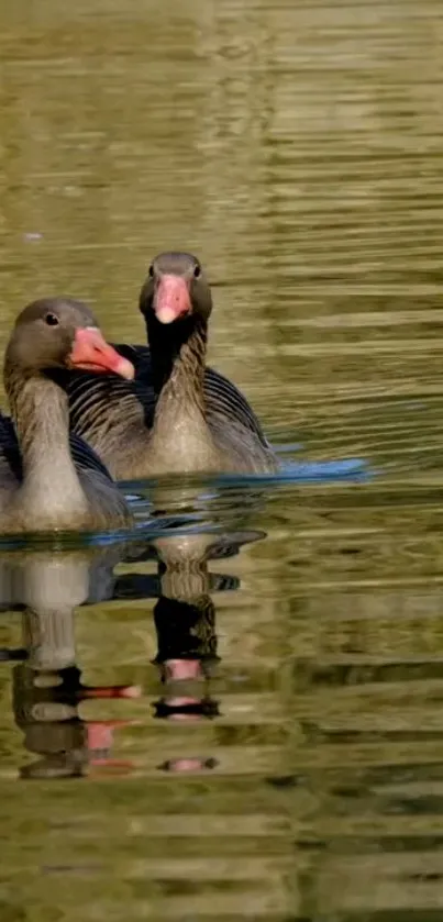 Two geese swimming elegantly on a serene, olive-green lake.