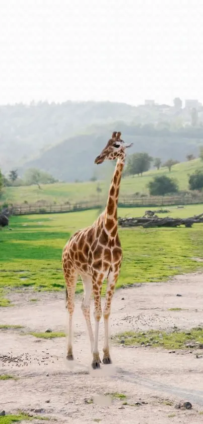 Giraffe walking in a lush green landscape.