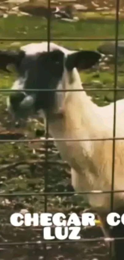 A goat peacefully grazing behind a fence in a lush, green pasture.