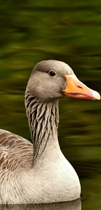 Graceful goose gliding on a serene green lake.