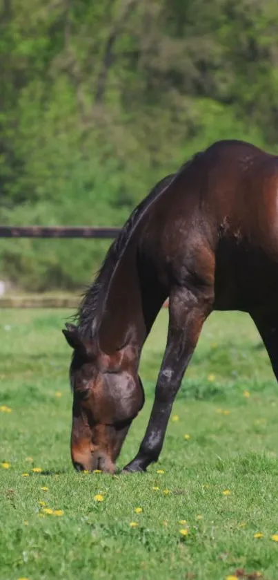 Brown horse grazing in lush green field with yellow flowers.