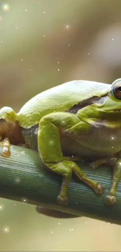 Green frog resting on a branch, nature-themed mobile wallpaper.