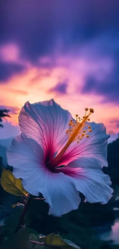 Hibiscus flower against a vibrant sunset sky.