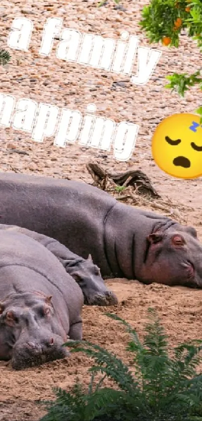 Hippos napping on a sandy riverbank with a calming background.