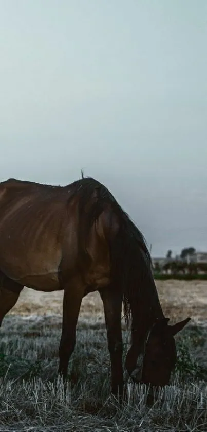 Horse peacefully grazing in a serene open field at dusk.