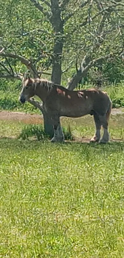 A peaceful horse under a tree in a lush green pasture.