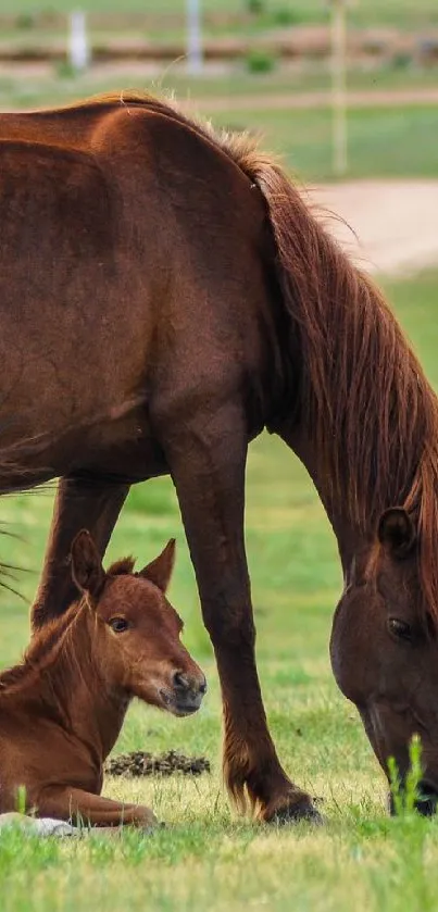 Serene scene of a mare and foal grazing in a lush green field.