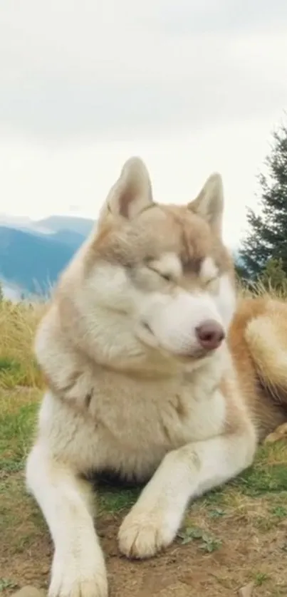 A peaceful husky rests in a scenic outdoor landscape.