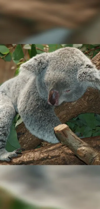 Koala peacefully sleeping on a tree surrounded by green leaves.