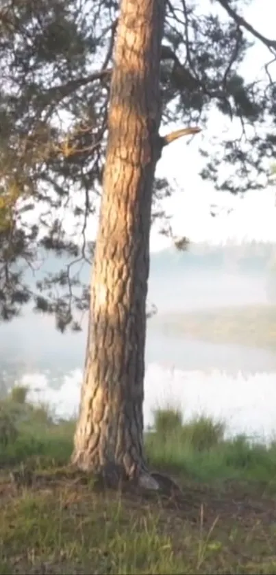 Tree by a misty lakeside, enveloped in serenity and natural beauty.