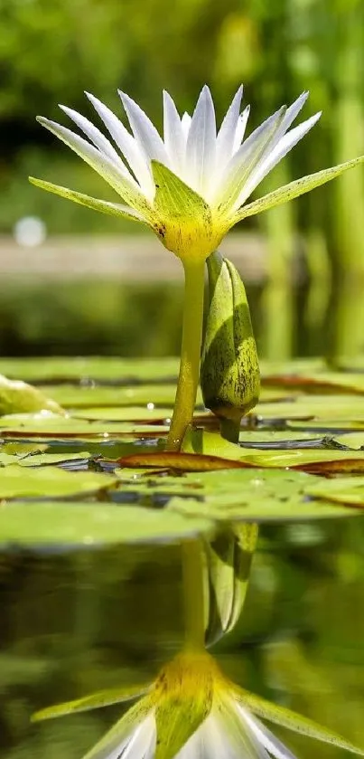 White lily in pond reflecting serene natural beauty.