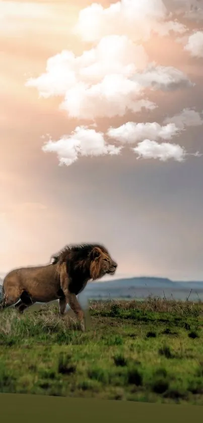 Majestic lion walking across grassland at sunset under a cloudy sky.