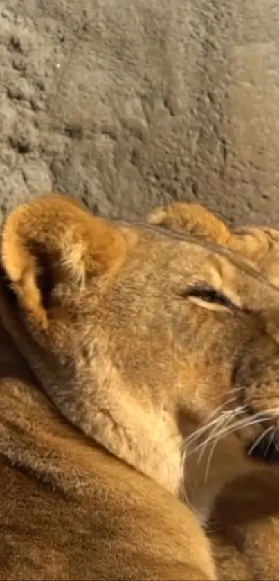 Close-up of a relaxing lioness basking in sunlight.