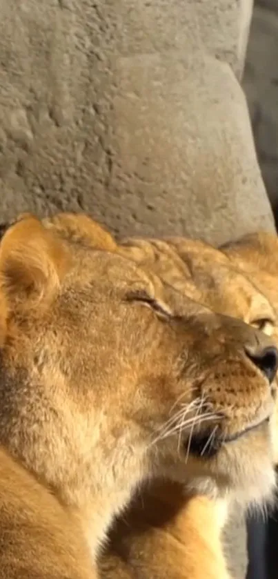 Two lionesses basking in warm sunlight against a stone wall, exuding tranquility.